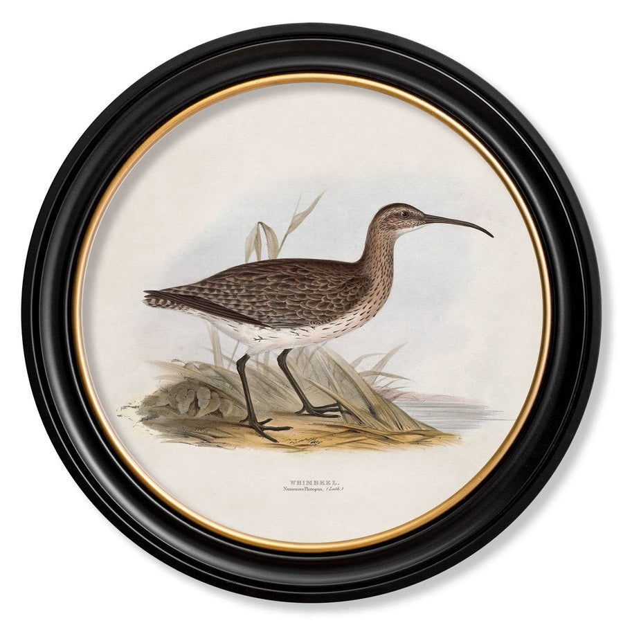 British Coastal Birds – Oxford Round Framed Print