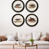 British Game Birds – Oxford Round Framed Print