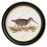 British Game Birds – Oxford Round Framed Print
