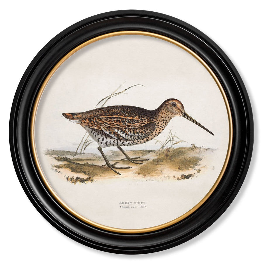 British Game Birds – Oxford Round Framed Print