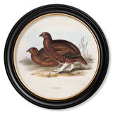 British Game Birds – Oxford Round Framed Print
