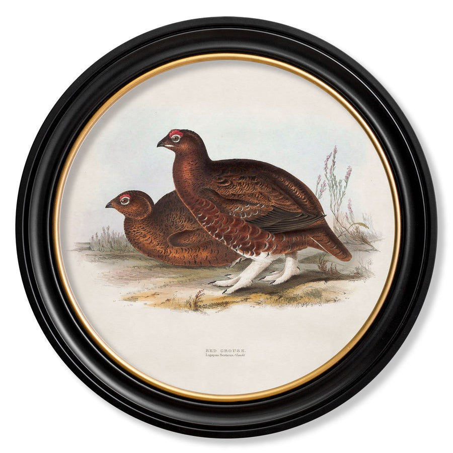 British Game Birds – Oxford Round Framed Print