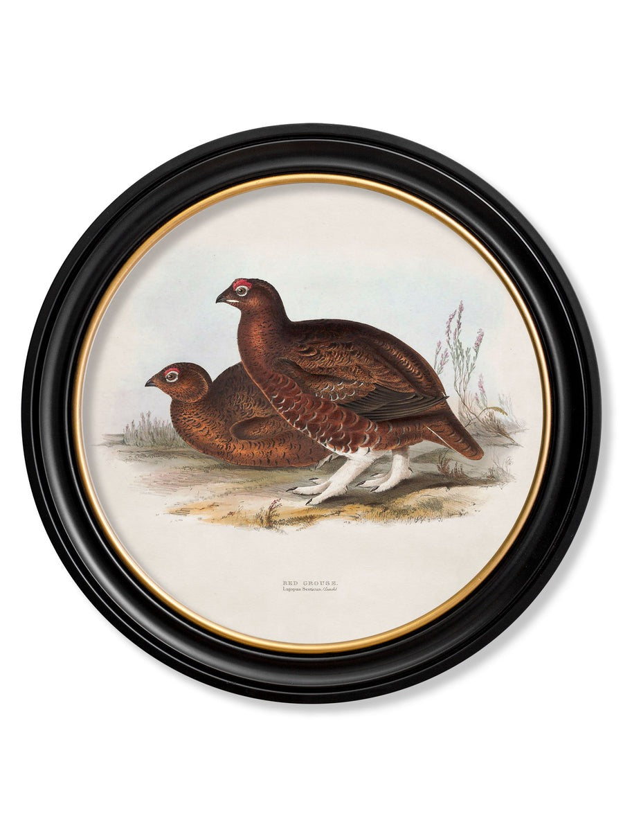 British Game Birds – Oxford Round Framed Print