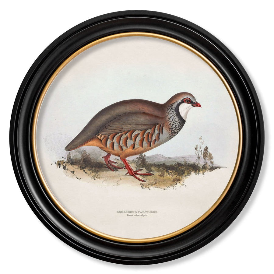 British Game Birds – Oxford Round Framed Print