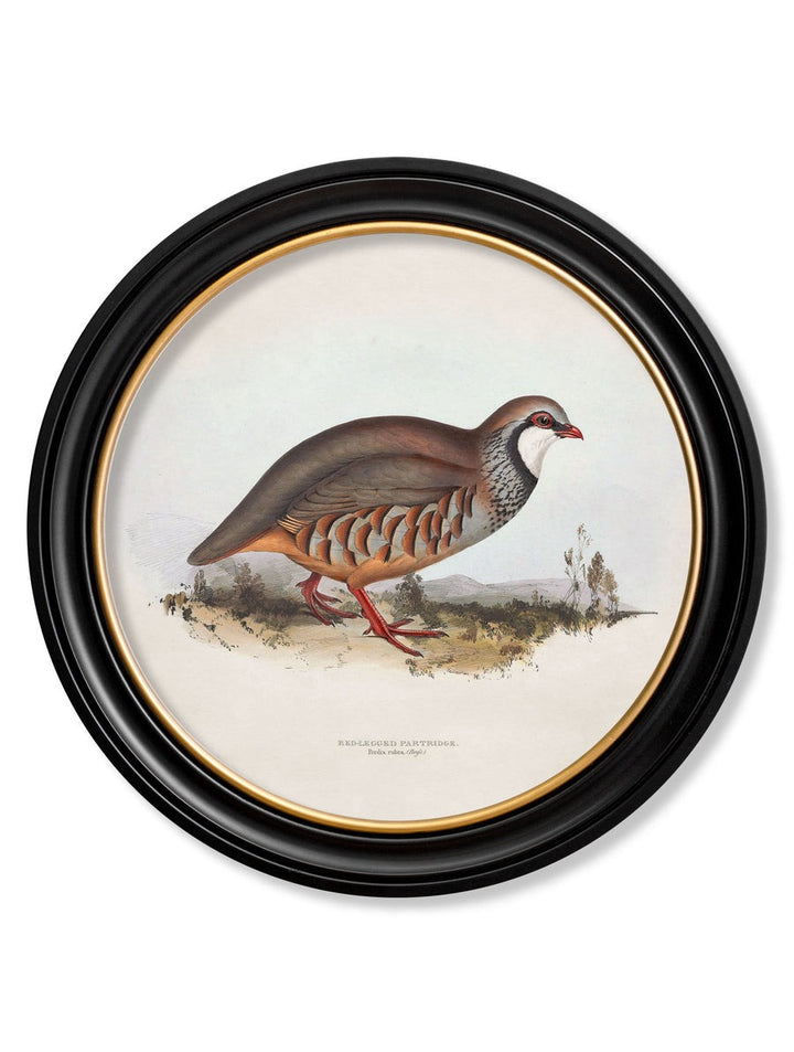 British Game Birds – Oxford Round Framed Print