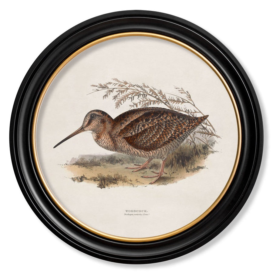 British Game Birds – Oxford Round Framed Print