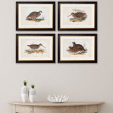 British Game Birds – Oxford Slim Framed Print