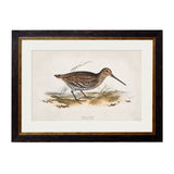 British Game Birds – Oxford Slim Framed Print