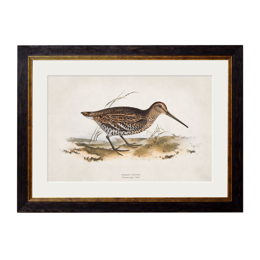 British Game Birds – Oxford Slim Framed Print
