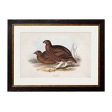 British Game Birds – Oxford Slim Framed Print