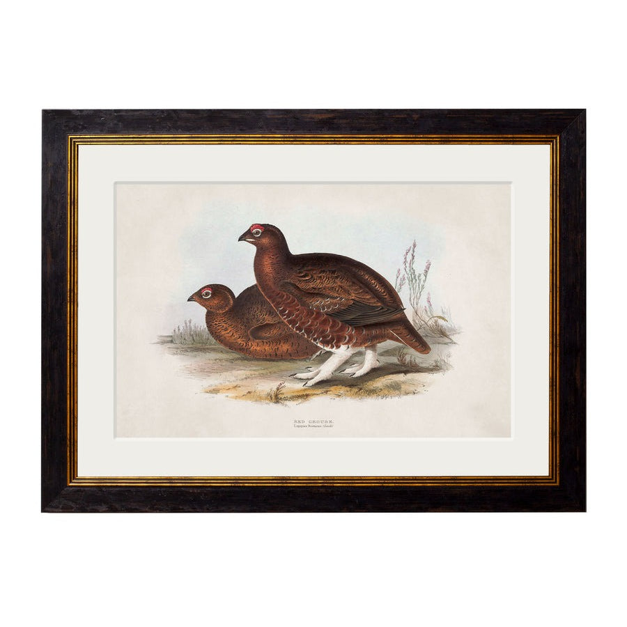British Game Birds – Oxford Slim Framed Print
