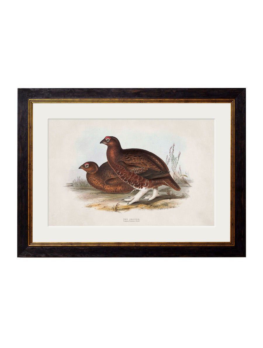 British Game Birds – Oxford Slim Framed Print