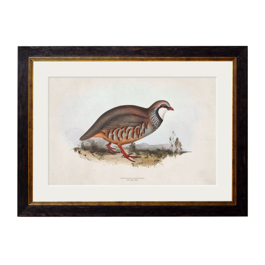 British Game Birds – Oxford Slim Framed Print