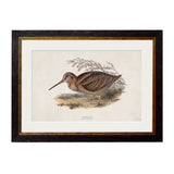 British Game Birds – Oxford Slim Framed Print