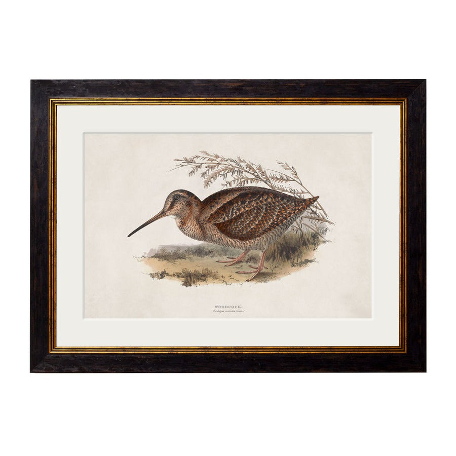 British Game Birds – Oxford Slim Framed Print