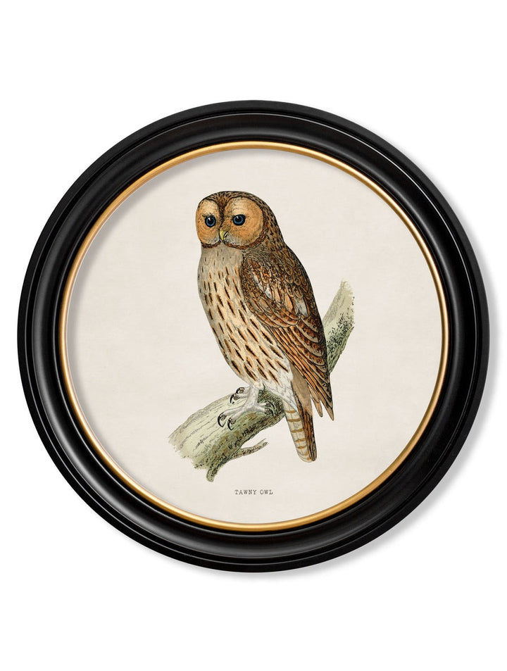 British Owls – Oxford Round Framed Print