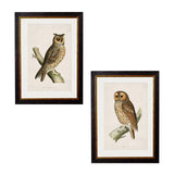 British Owls – Oxford Slim Framed Print