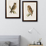 British Owls – Oxford Slim Framed Print