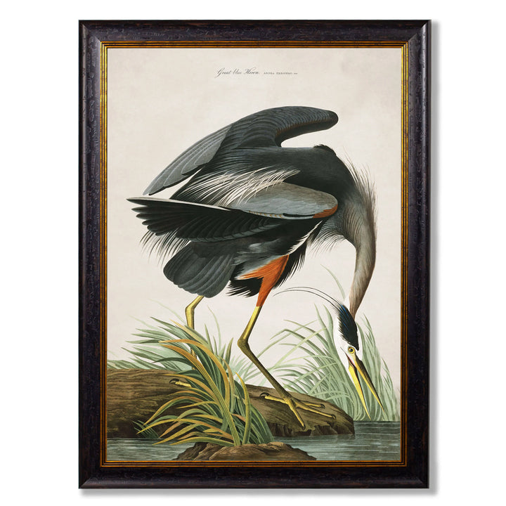 Great Blue Heron by John James Audubon – Oxford Framed Print