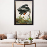 Great Blue Heron by John James Audubon – Oxford Framed Print
