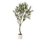 Hill Interiors Apulia Olive Tree In White Pot – 200cm