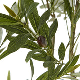 Hill Interiors Apulia Olive Tree In White Pot – 200cm