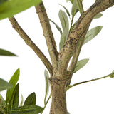 Hill Interiors Apulia Olive Tree In White Pot – 200cm