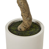 Hill Interiors Apulia Olive Tree In White Pot – 200cm