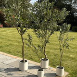 Hill Interiors Apulia Olive Tree In White Pot – 200cm