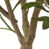 Hill Interiors Apulia Olive Tree In White Pot – 240cm