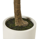 Hill Interiors Apulia Olive Tree In White Pot – 240cm