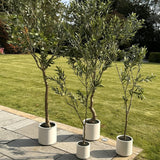 Hill Interiors Apulia Olive Tree In White Pot – 240cm