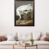 Hooping Crane by John James Audubon – Oxford Framed Print