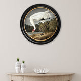 Hooping Crane by John James Audubon – Oxford Round Framed Print