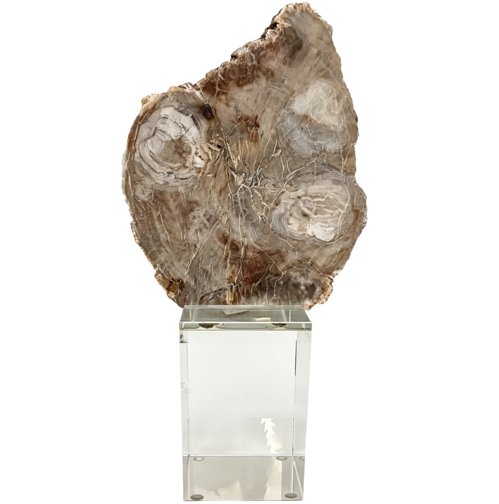 Keiichi Bram Petrified Wood Sculpture - Medium