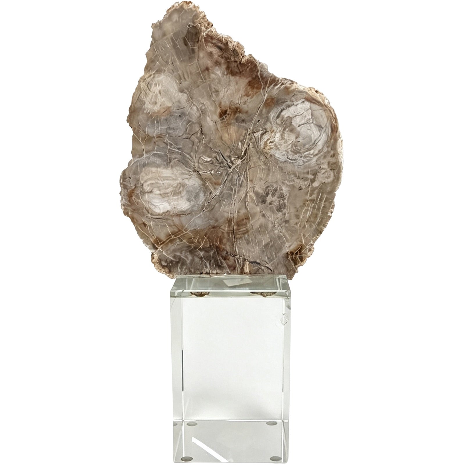 Keiichi Bram Petrified Wood Sculpture - Medium