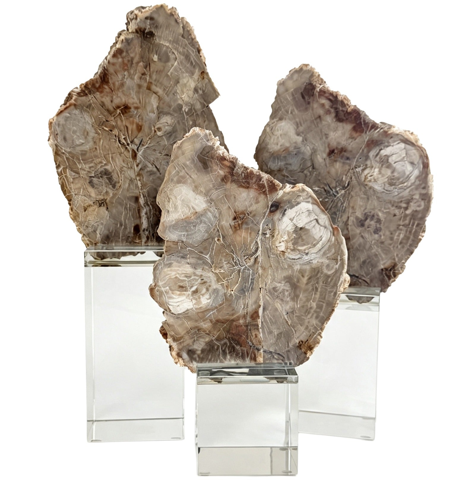 Keiichi Bram Petrified Wood Sculpture - Small