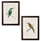 Kingfisher & Bee Eater  – Oxford Slim Framed Prints