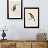 Kingfisher & Bee Eater  – Oxford Slim Framed Prints