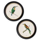 Kingfisher & Bee Eater with White Background – Oxford Round Framed Print
