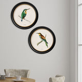 Kingfisher & Bee Eater with White Background – Oxford Round Framed Print