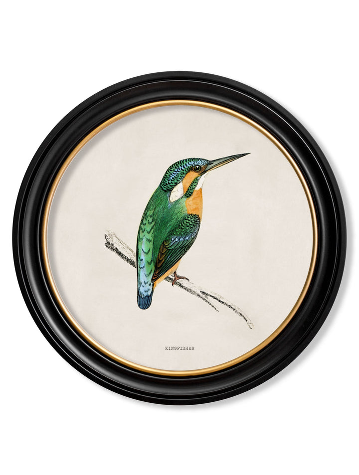 Kingfisher & Bee Eater with White Background – Oxford Round Framed Print