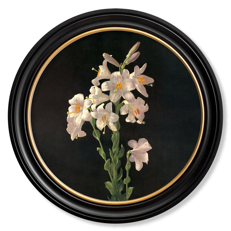 Lilies by George Cochran Lambdin – Oxford Round Framed Print