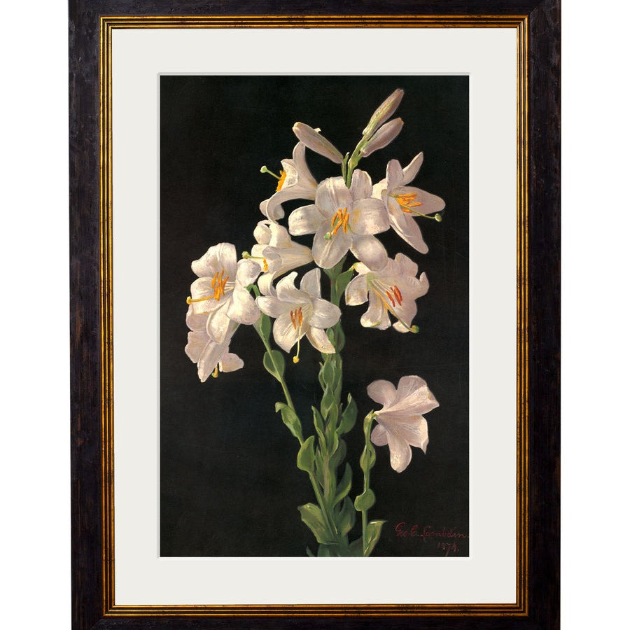 Lilies by George Cochran Lambdin – Oxford Slim Framed Print
