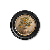 Mediterranean Orange Tree – Oxford Round Frame
