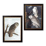 Owls by John James Audubon – Oxford Framed Print