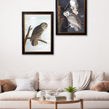 Owls by John James Audubon – Oxford Framed Print