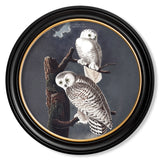 Owls by John James Audubon – Oxford Round Framed Print