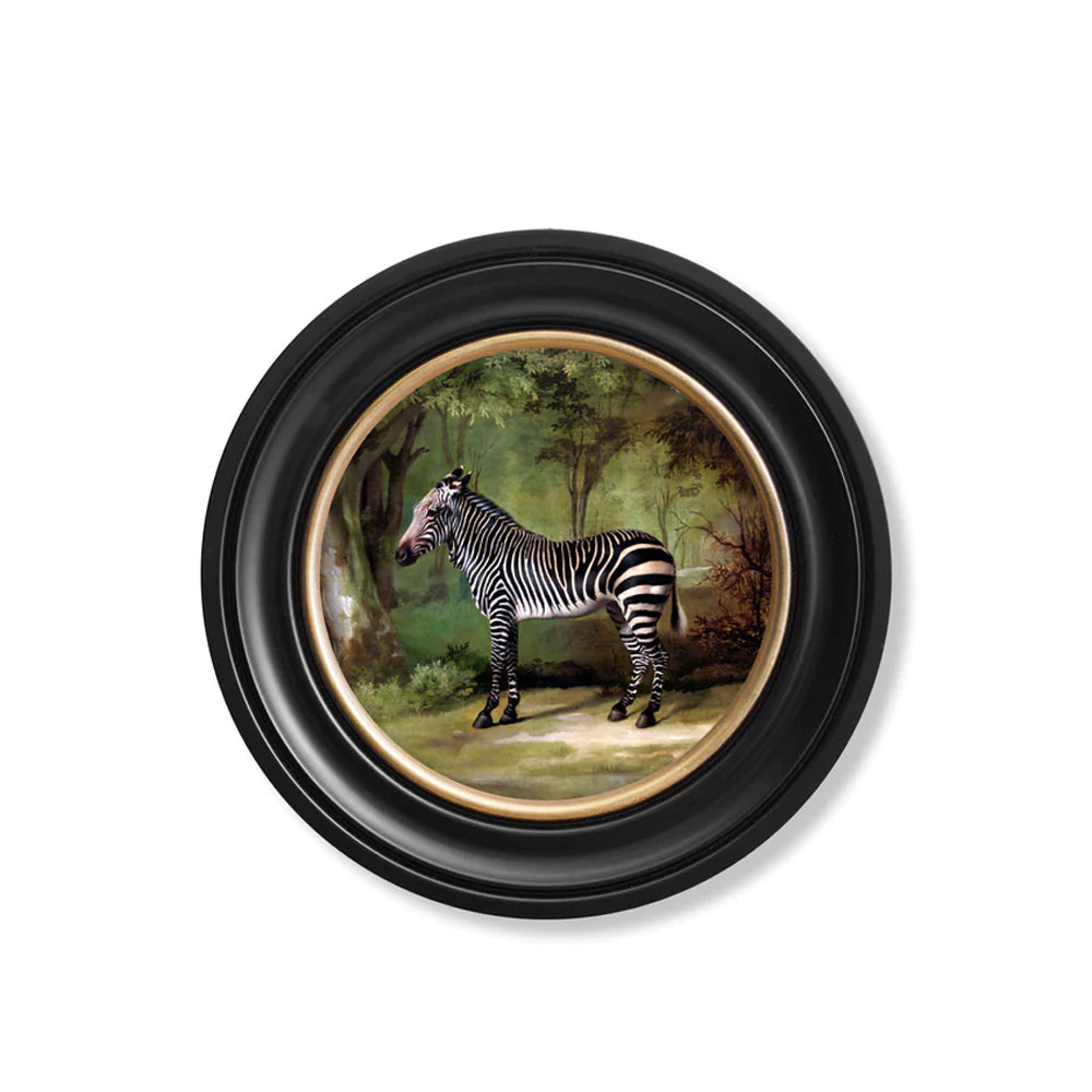 Zebra by George Stubbs – Oxford Round Framed Print