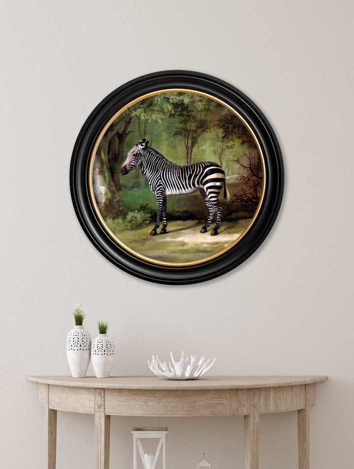 Zebra by George Stubbs – Oxford Round Framed Print